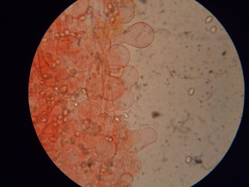 Pluteus da determinare (cfr. Pluteus petasatus)